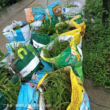 肾蕨袋苗排骨草市政货大量现货供应自家种植大量现货供