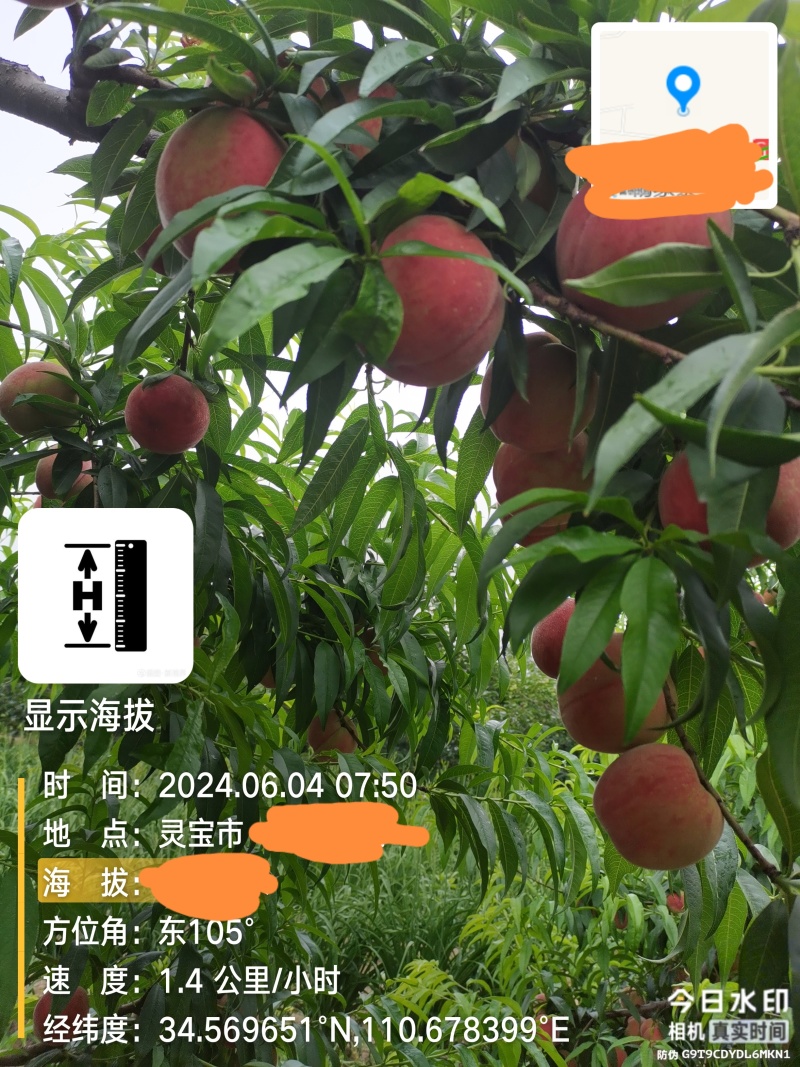 郑二毛桃