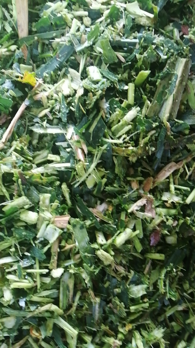 青贮玉米秸秆饲料打包压块广东基地直供质量保证全国发货