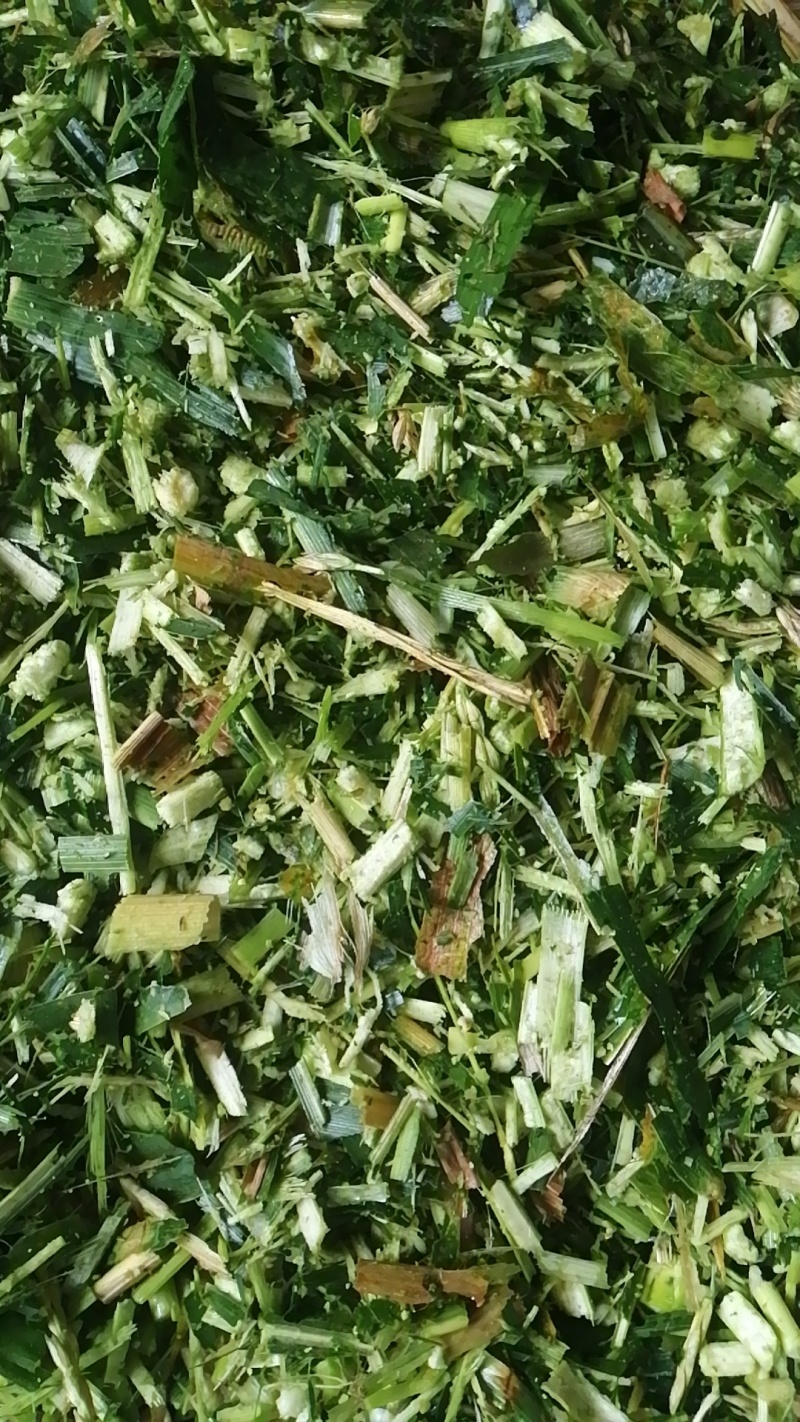青贮玉米秸秆饲料打包压块广东基地直供质量保证全国发货