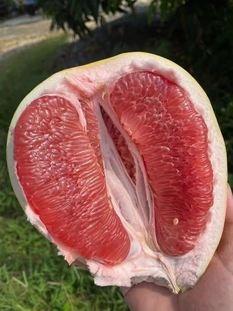 平和坂仔三红柚