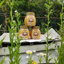 秦岭核心保护区土蜂蜜无污染植物丰富品质好