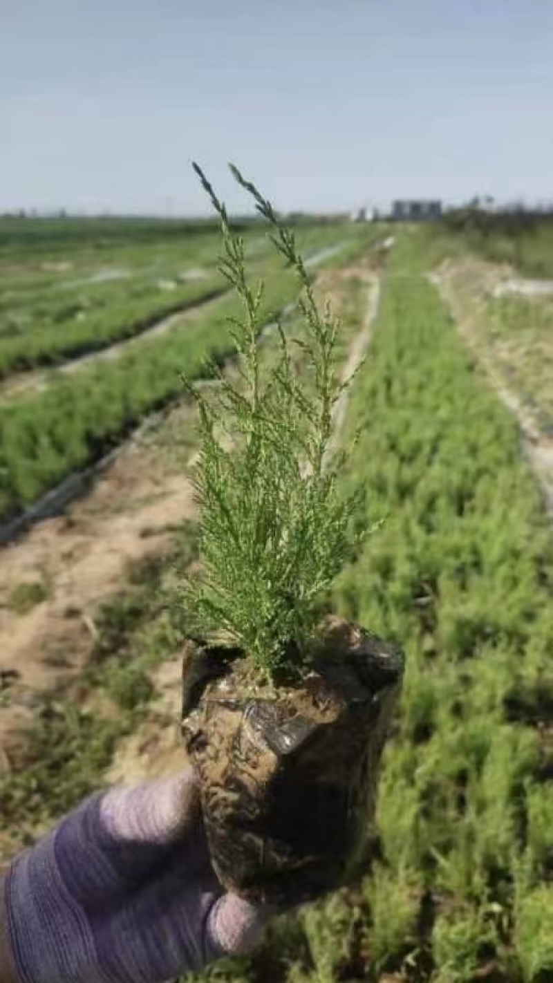 红柳柽柳
