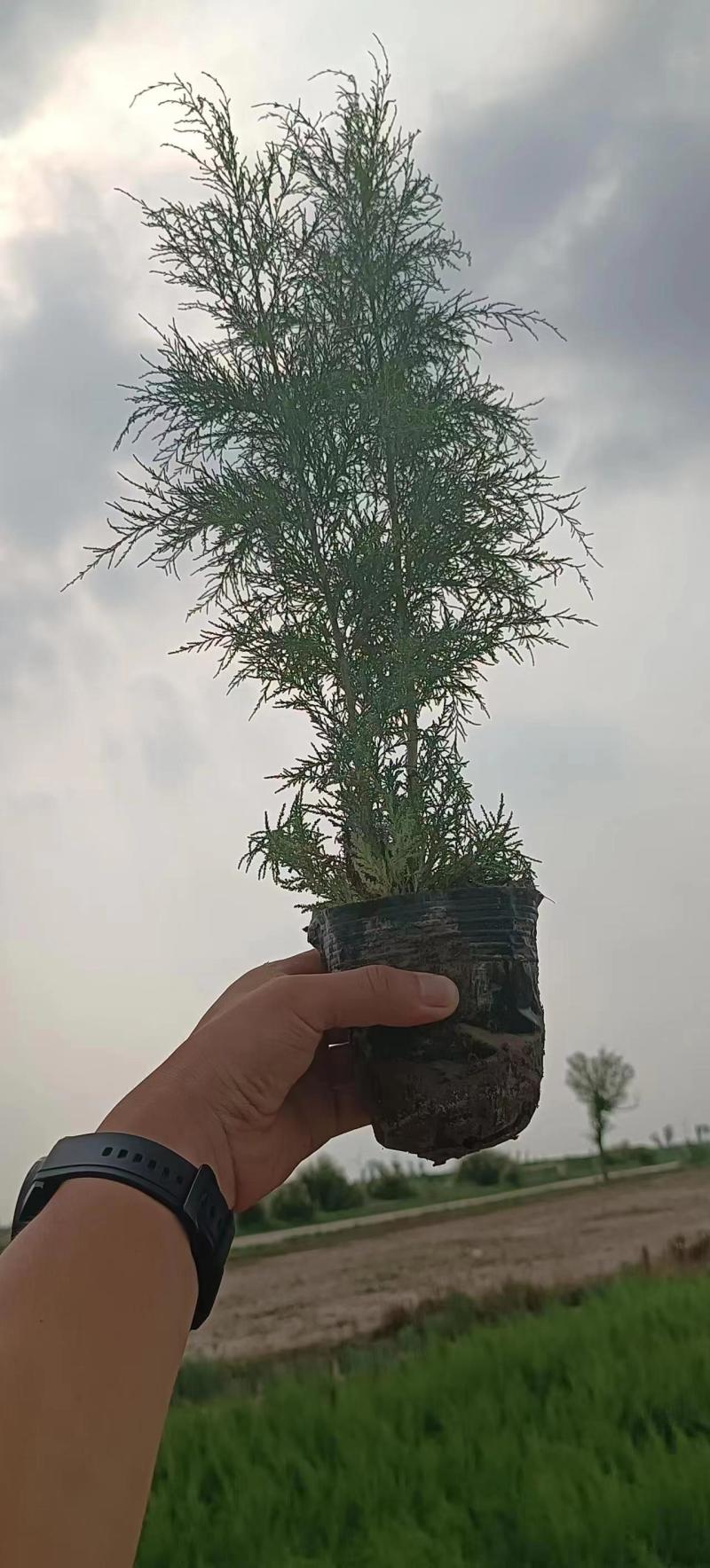 红柳柽柳