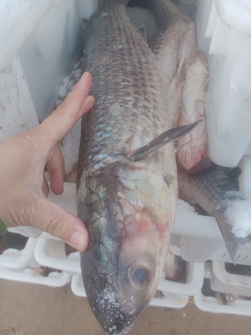 鯔鱼