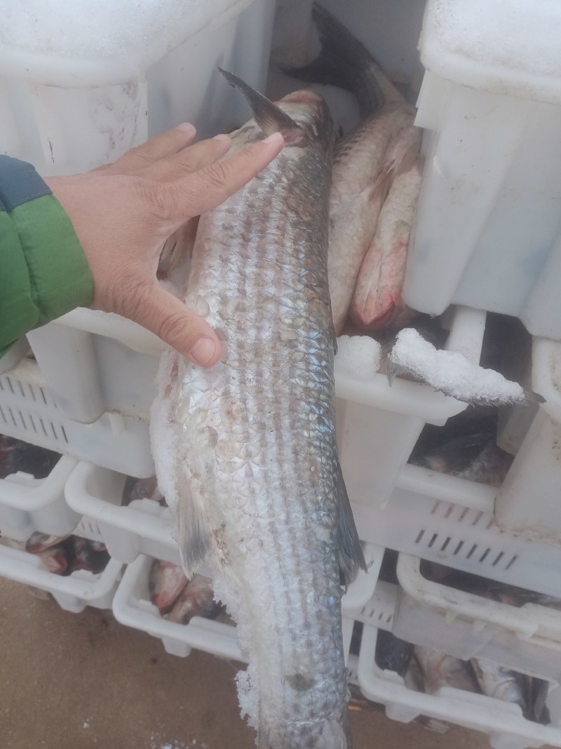 鯔鱼