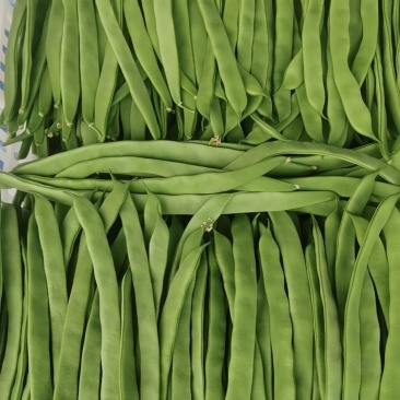 扁豆角大量上市中