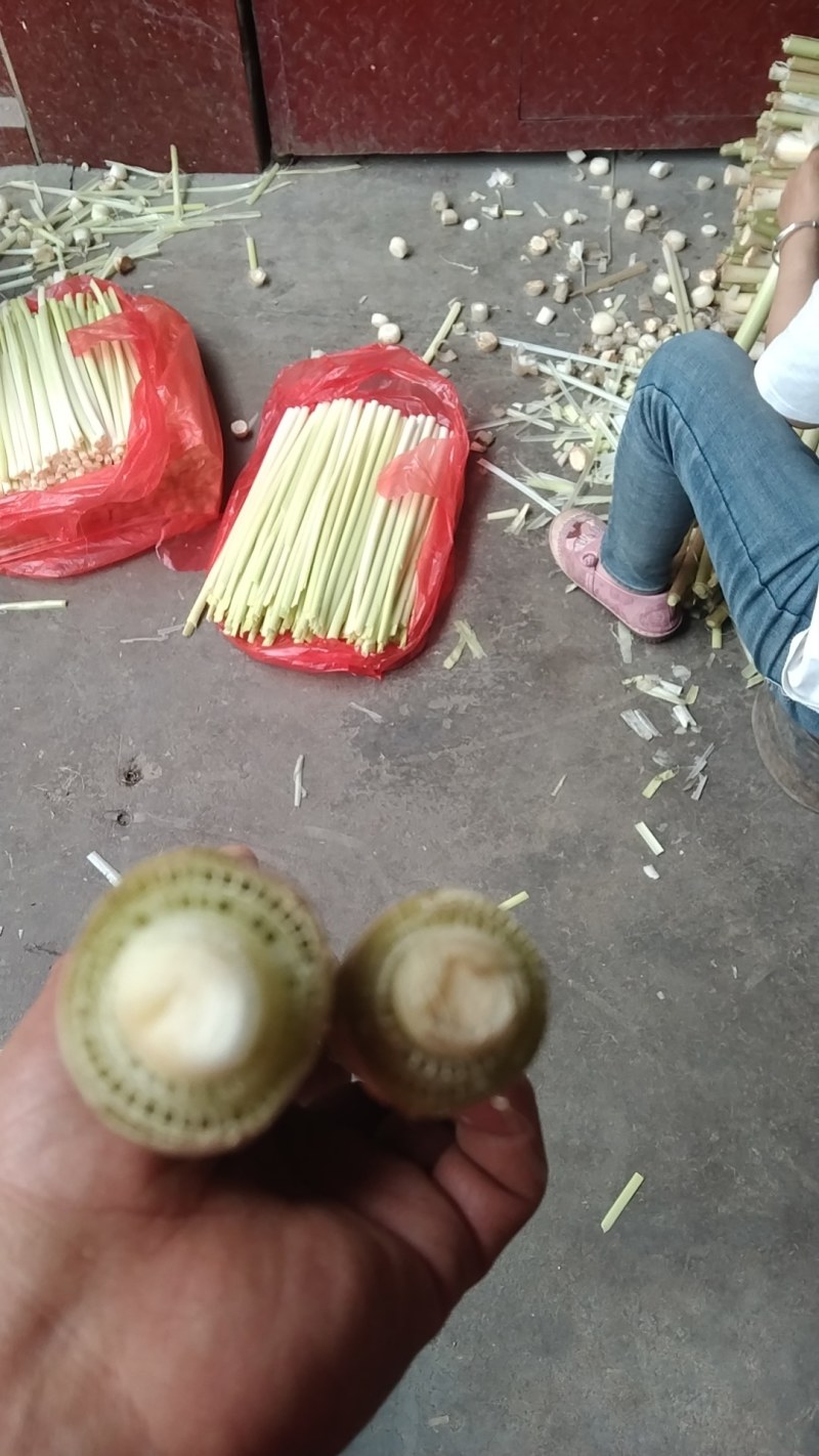 蒲莱