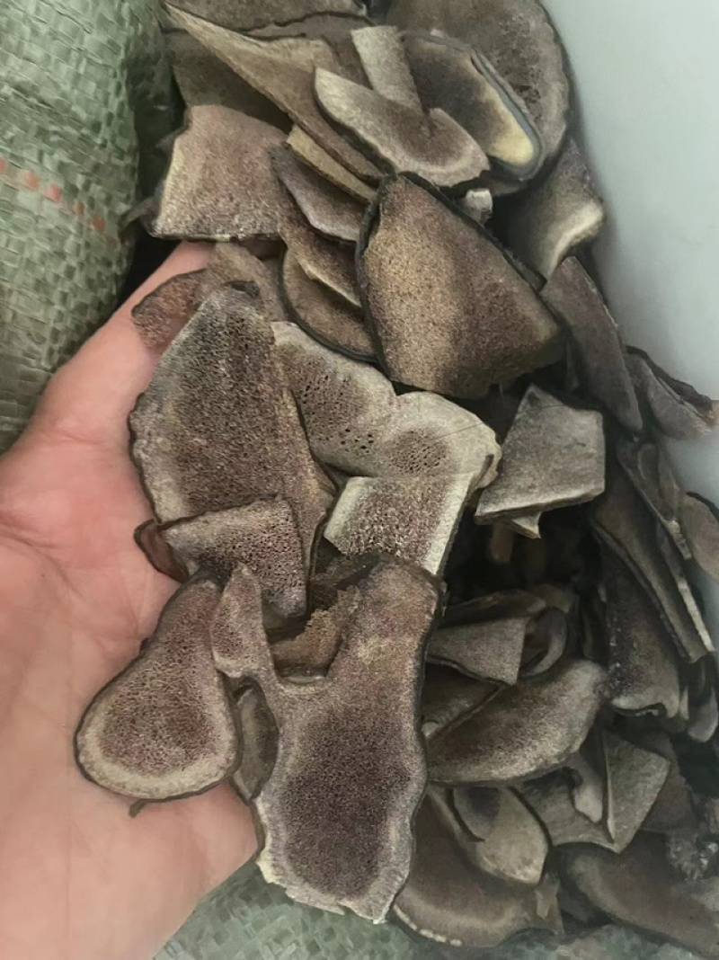 吉林双阳鹿茸片碎片质量保证诚信经营欢迎咨询