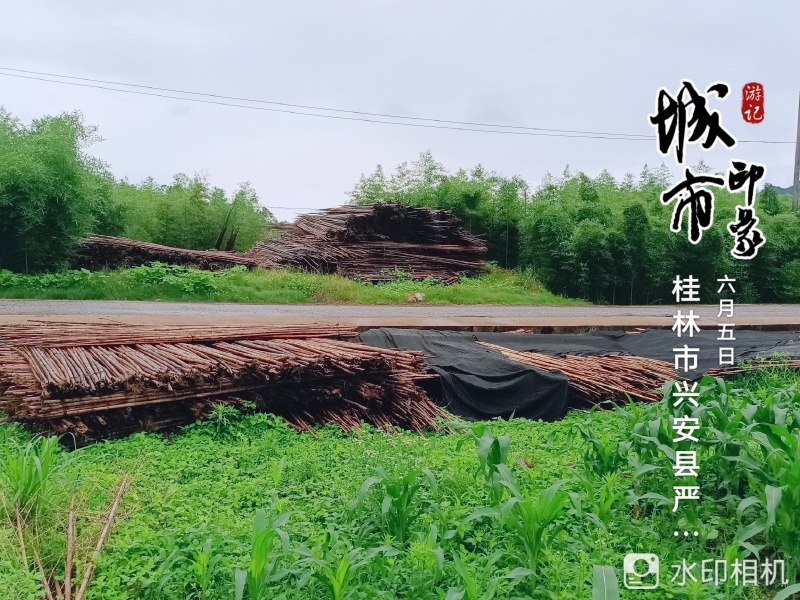 广西桂林雷竹苗产地直发诚信合作欢迎客户来电咨询