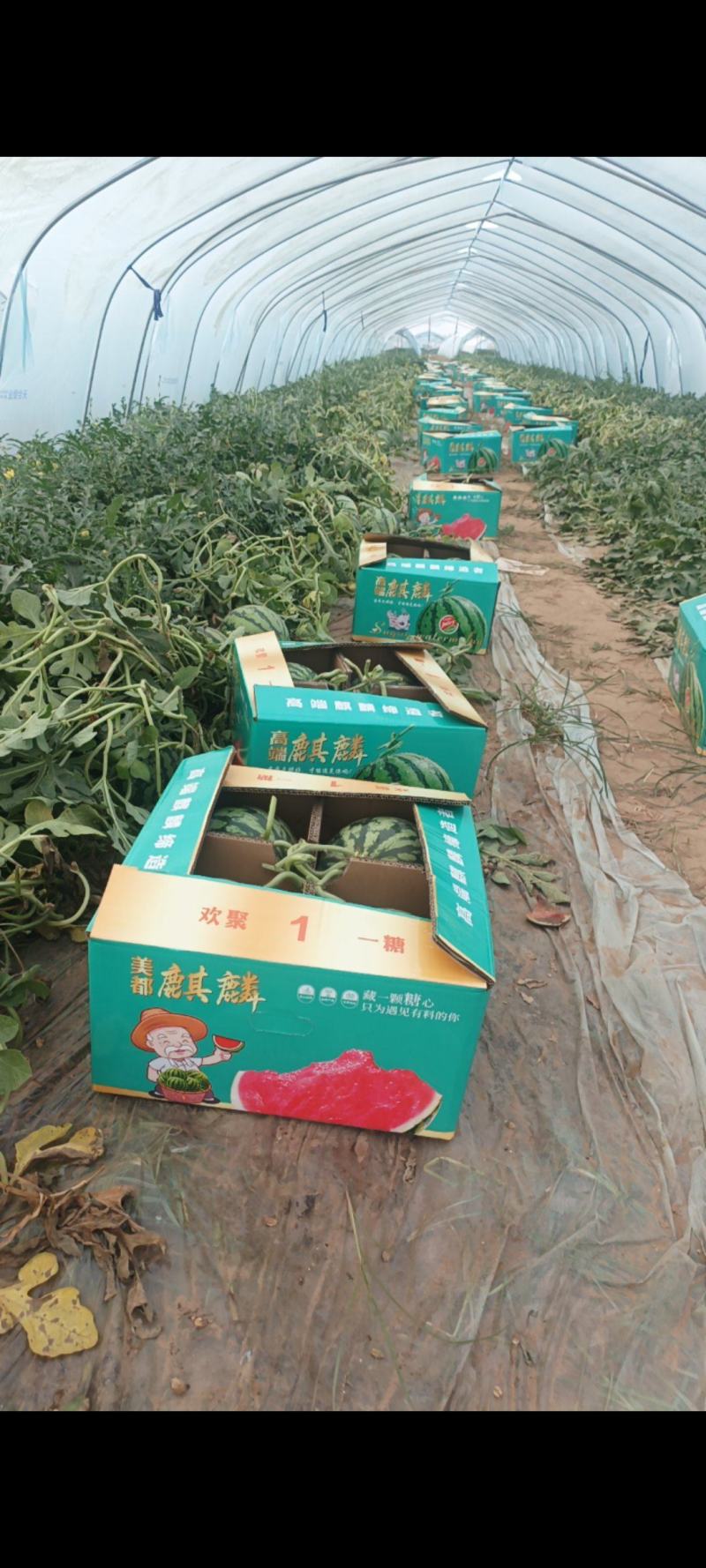 万荣千亩大棚无籽美都含糖十三，货价期两个月。