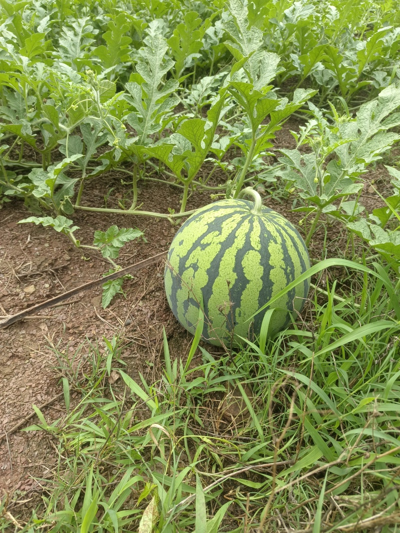 四川内江郭北西瓜