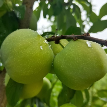 正宗贵州镇宁六马蜂糖李，青脆李