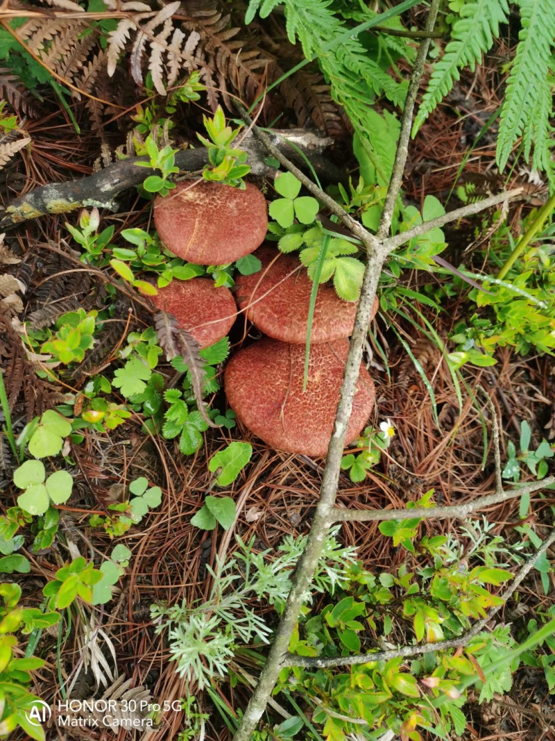 野生菌