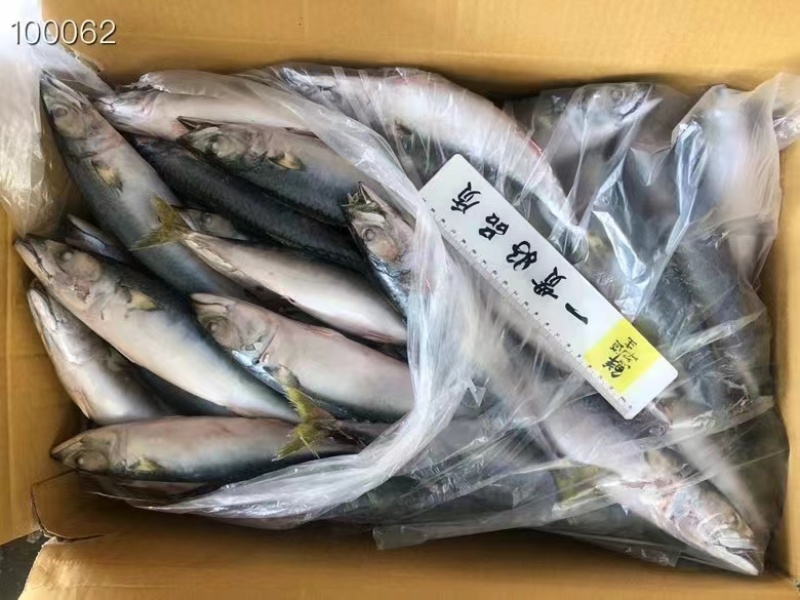 船冻板鲐鲅鱼，一条3-4两，一板30斤，一吨6000