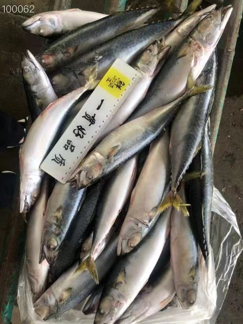 船冻板鲐鲅鱼，一条3-4两，一板30斤，一吨6000