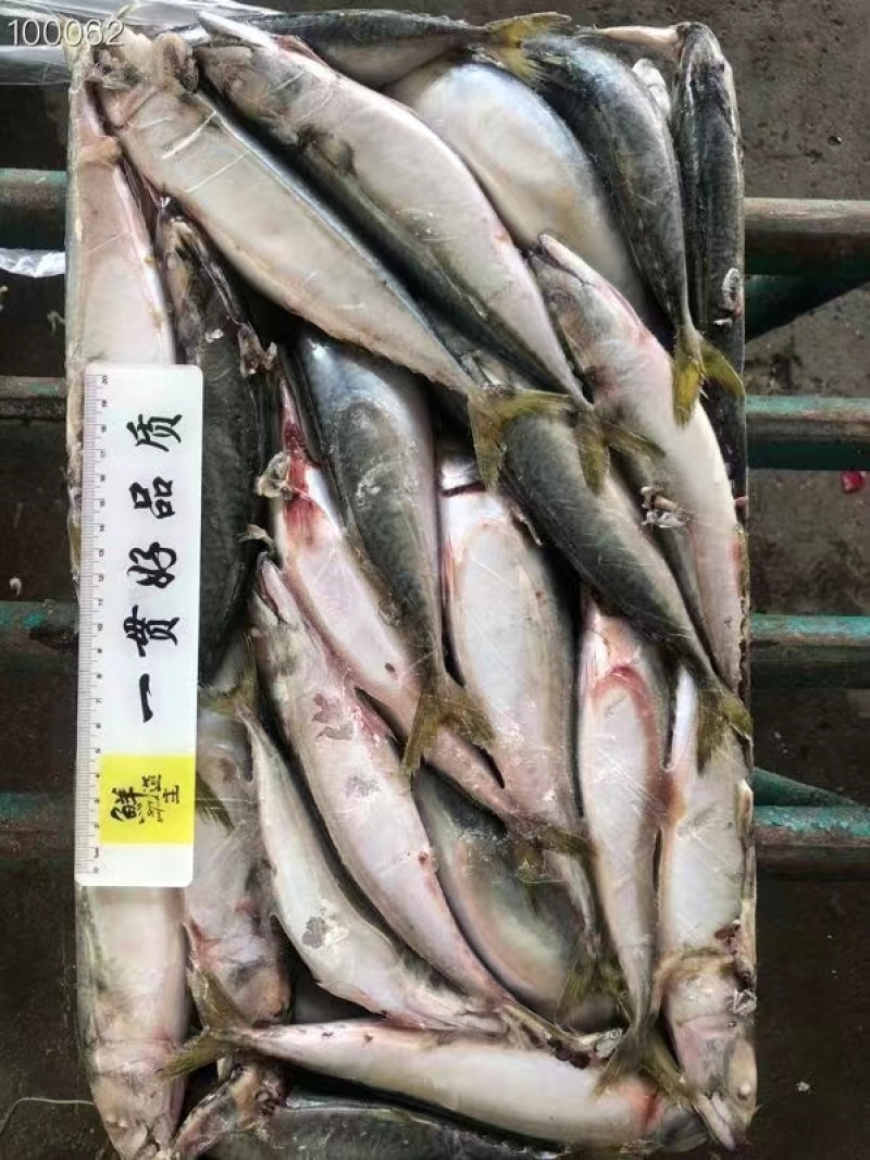 船冻板鲐鲅鱼，一条3-4两，一板30斤，一吨6000