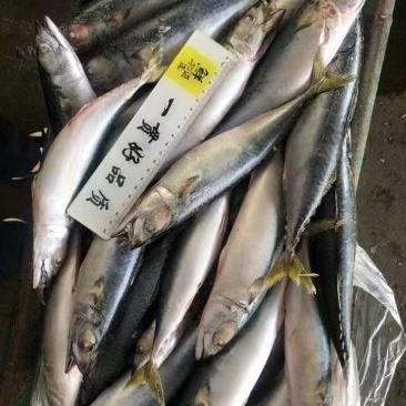 船冻板鲐鲅鱼，一条3-4两，一板30斤，一吨6000