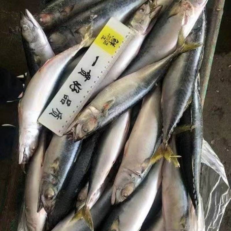 船冻板鲐鲅鱼，一条3-4两，一板30斤，一吨6000