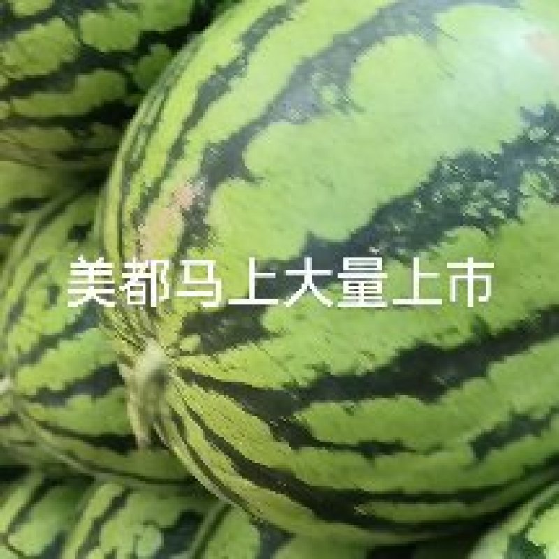 湖北省钟祥市西瓜大量上市，欢迎新老客户洽谈业务