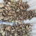 香茶菜