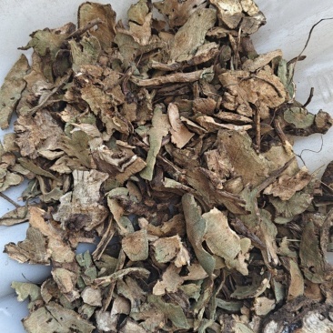 香茶菜