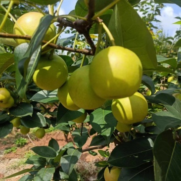 丁香梨