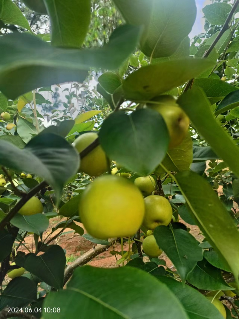 丁香梨