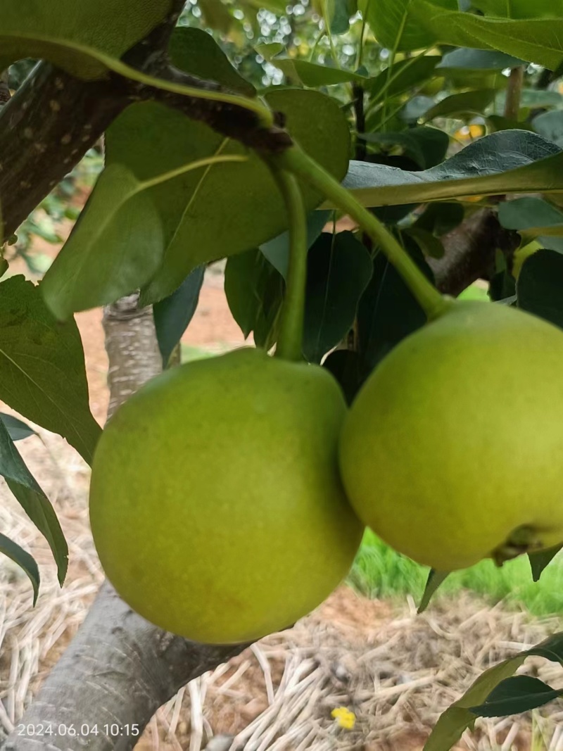 丁香梨