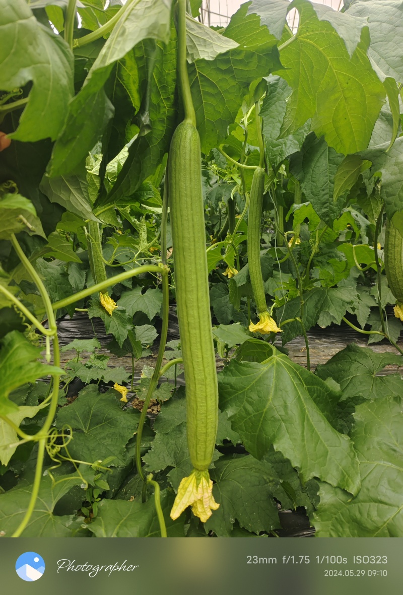 鲜花丝瓜