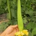 鲜花丝瓜