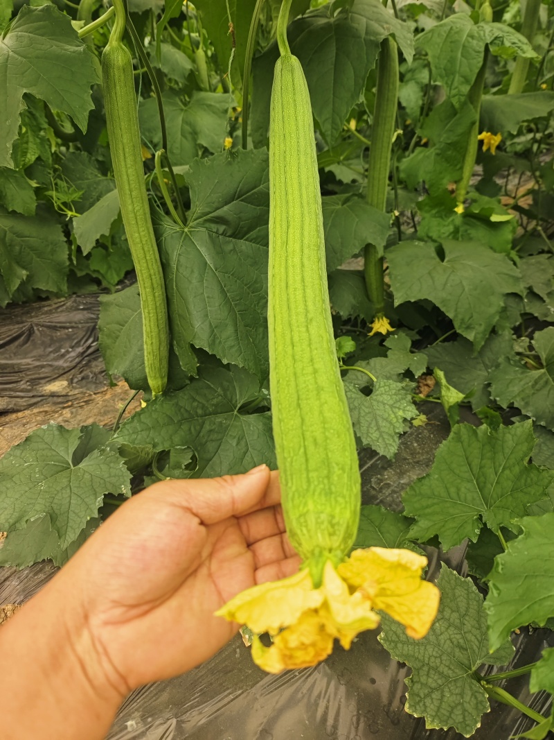 鲜花丝瓜