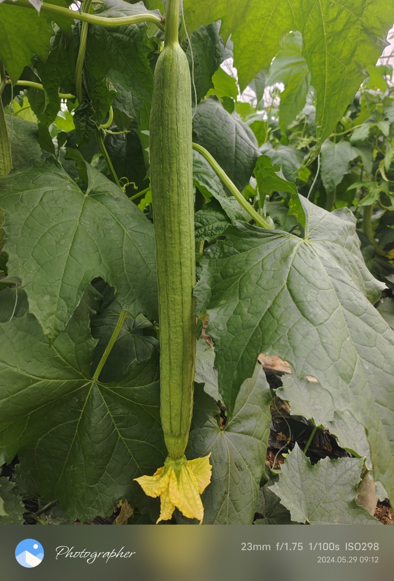 鲜花丝瓜