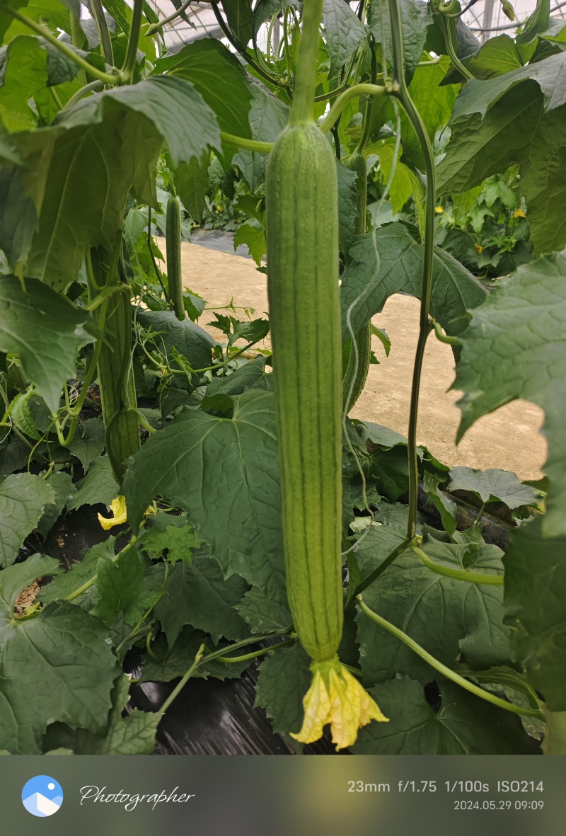 鲜花丝瓜