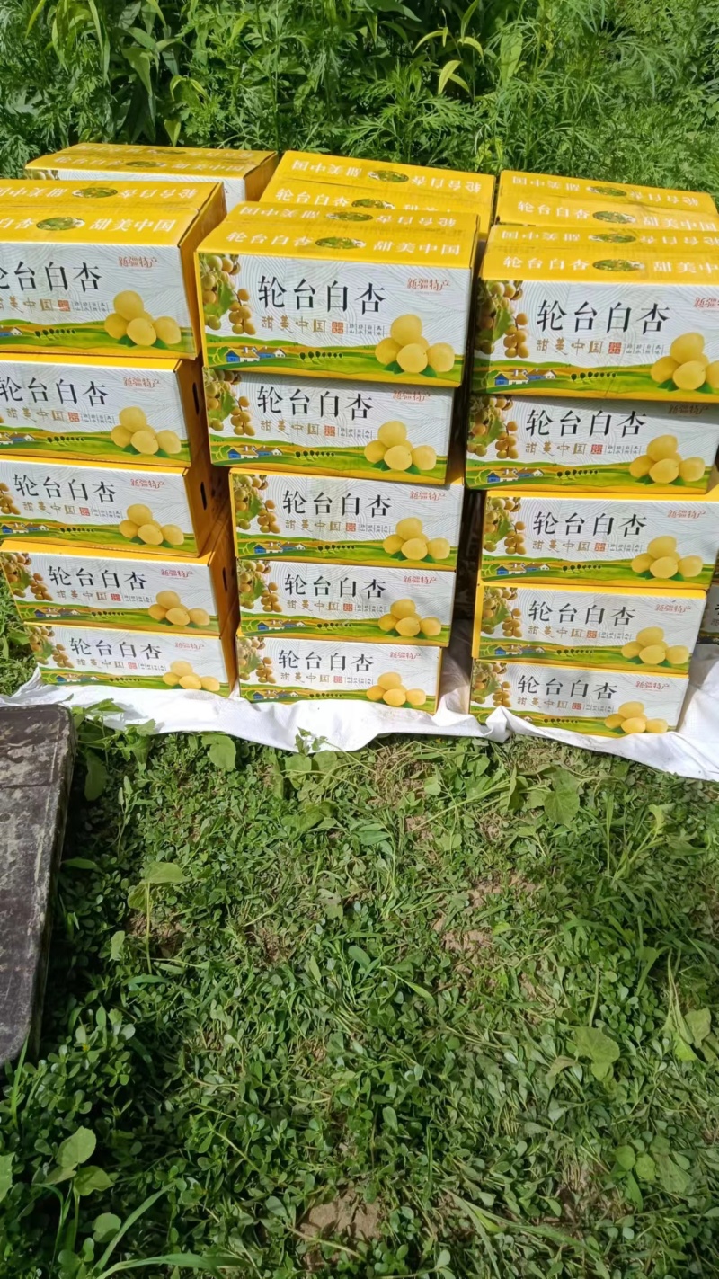 新疆轮台小白杏新鲜多汁现摘原产地直发一件批发顺丰包邮