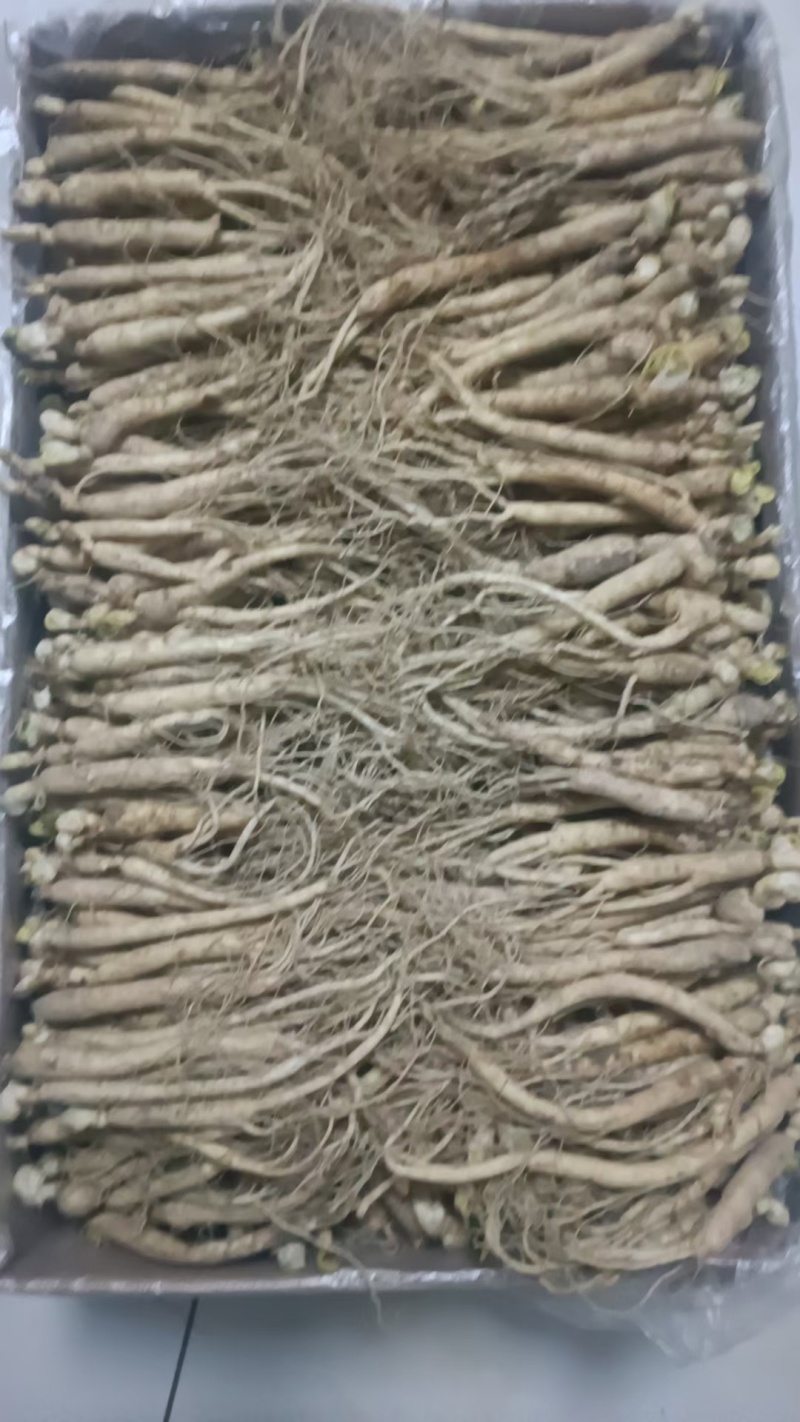 长白山人参