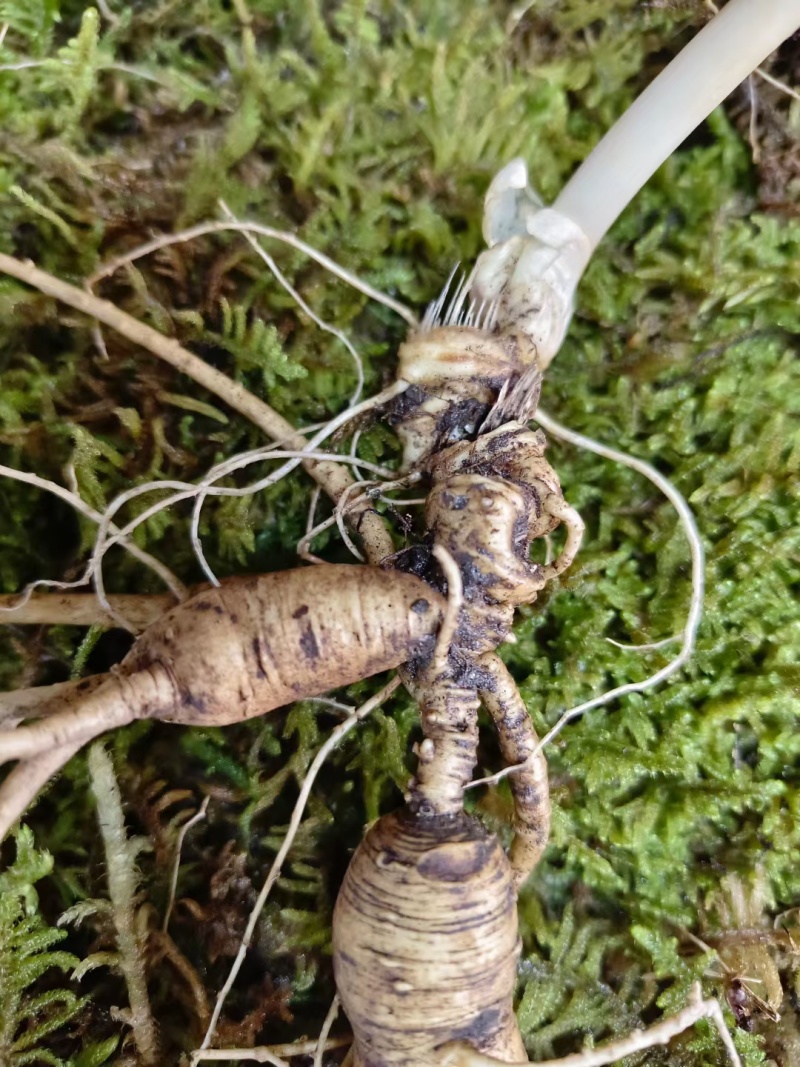 长白山人参