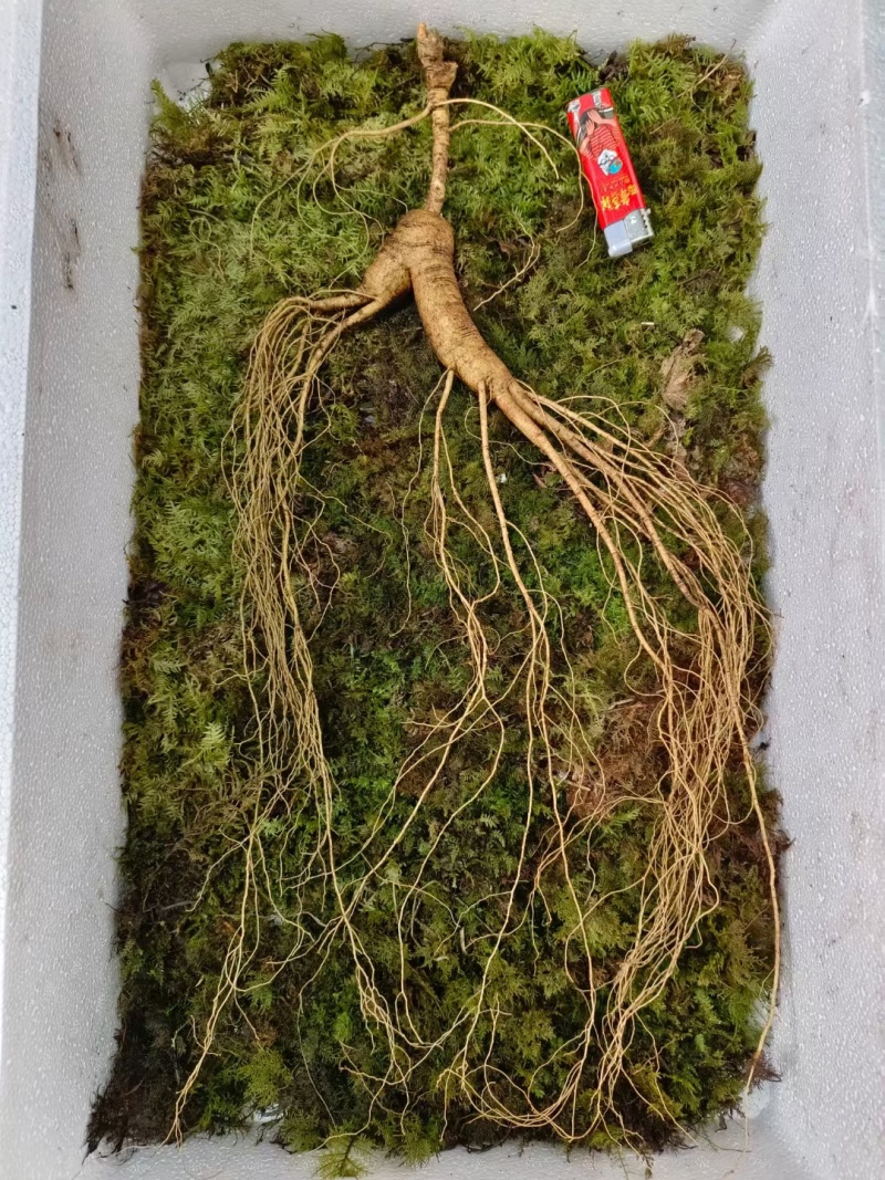 长白山人参