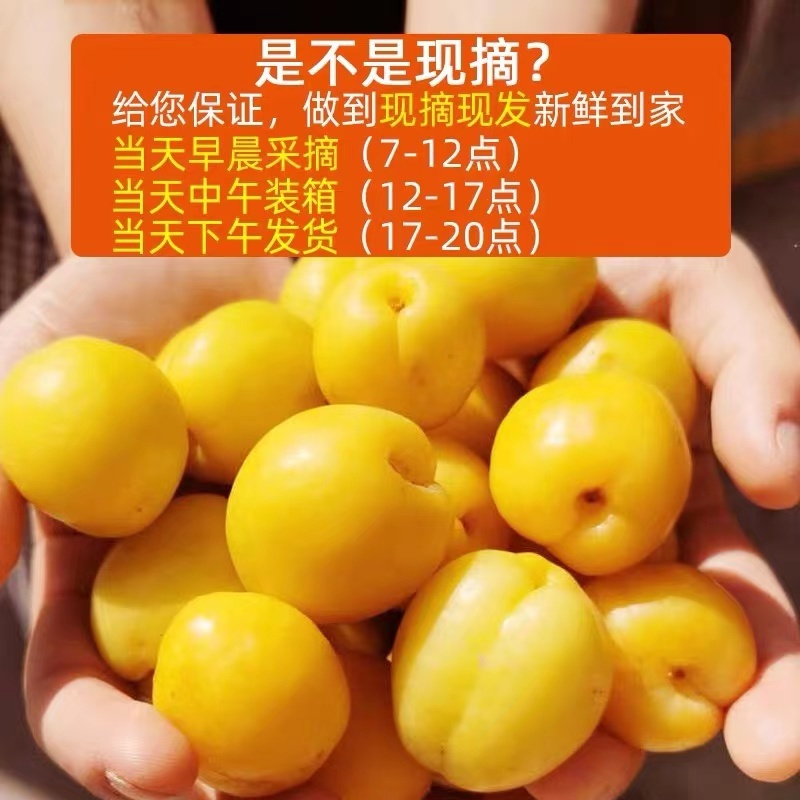 新疆轮台小白杏新鲜多汁现摘原产地直发一件批发顺丰包邮
