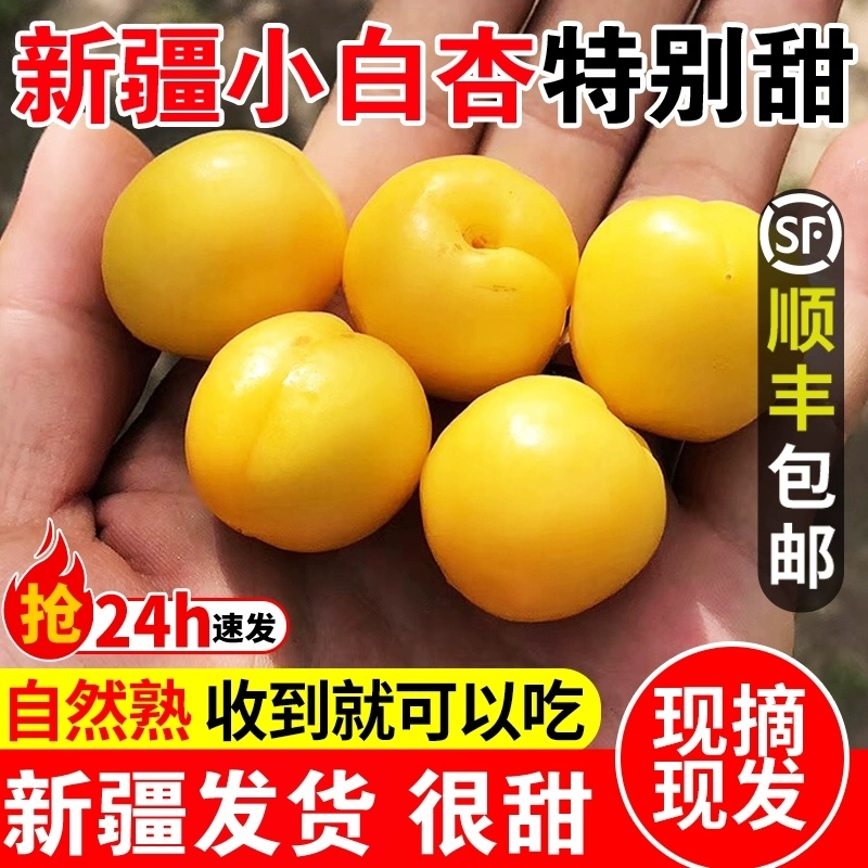 新疆轮台小白杏新鲜多汁现摘原产地直发一件批发顺丰包邮