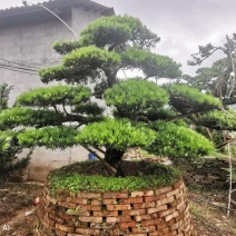 罗汉松