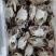 精品带膏梭子蟹花脐蟹江苏连云港产地直发餐饮佳品