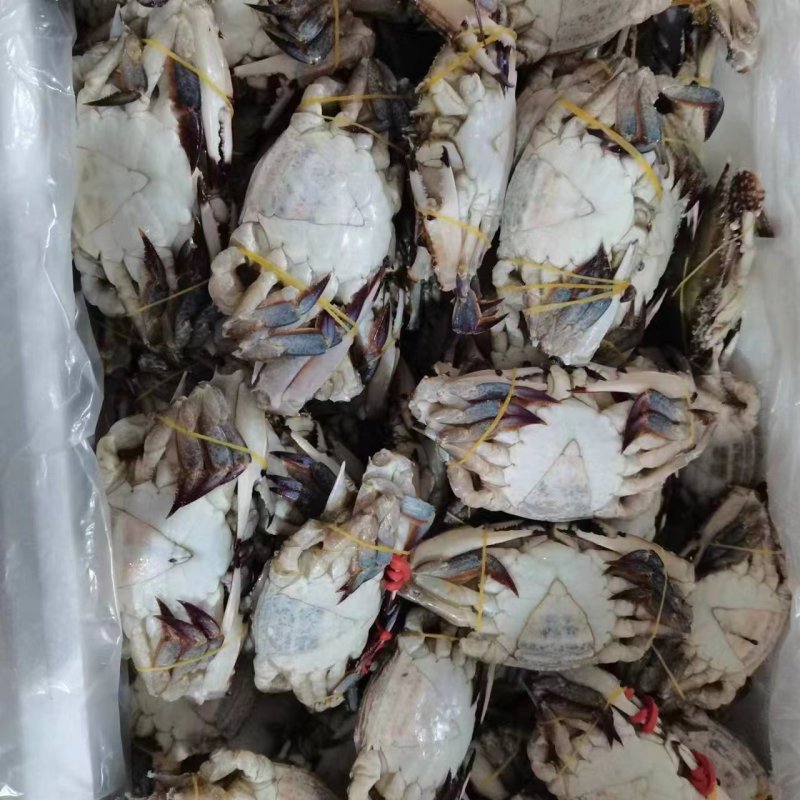 精品带膏梭子蟹花脐蟹江苏连云港产地直发餐饮佳品