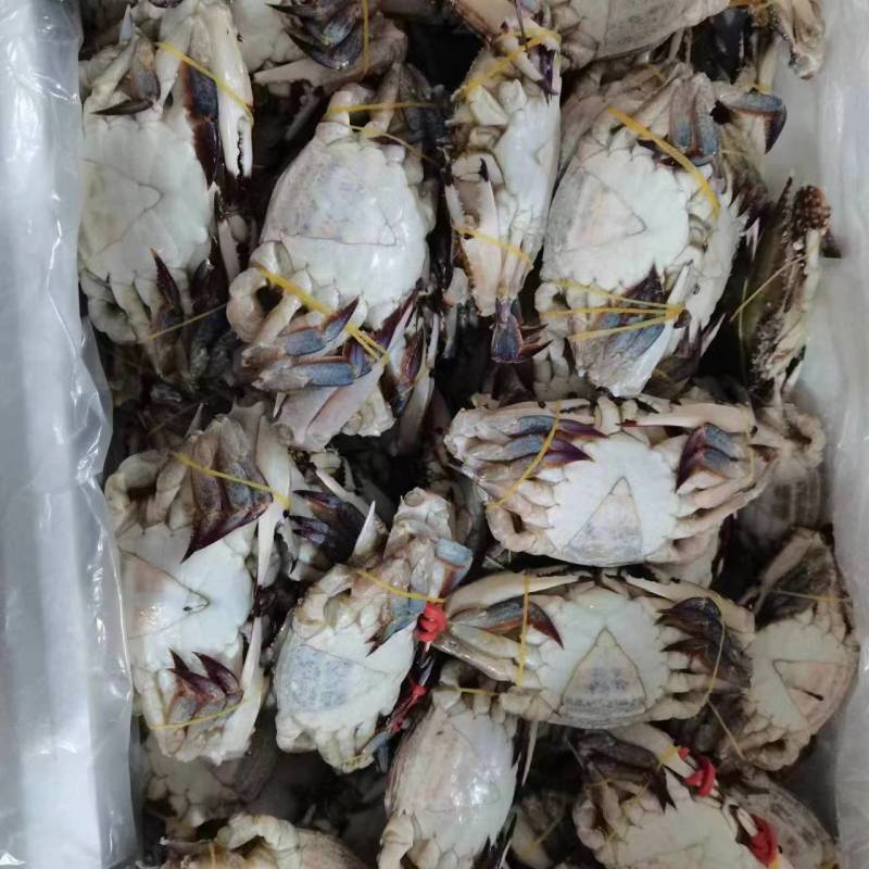 精品带膏梭子蟹花脐蟹江苏连云港产地直发餐饮佳品