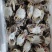 精品带膏梭子蟹花脐蟹江苏连云港产地直发餐饮佳品