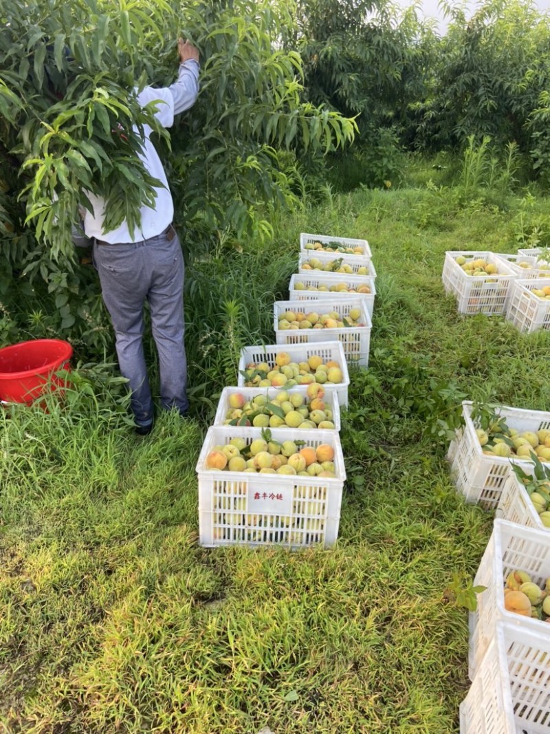 83黄桃加上黄金冠