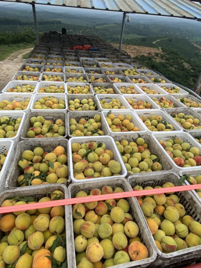 83黄桃加上黄金冠