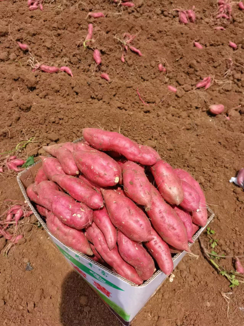 精品西瓜红红薯大量供应产地直发一手货源量大从优