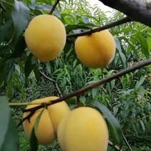 锦绣黄桃，自家基地种植，基地直接发货，量大从优，欢迎选购