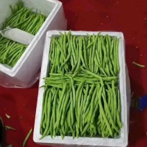 精品四季豆大量上市品质保证量大从优一手货源欢迎